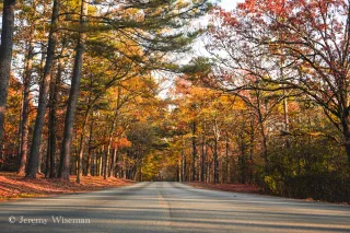 Tree Tunnel 1616 x 1080 hig definition image