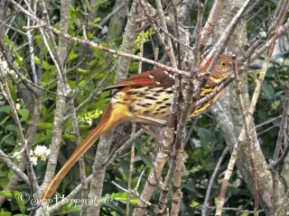 Brown Thrasher 1616 x 1080 hig definition image